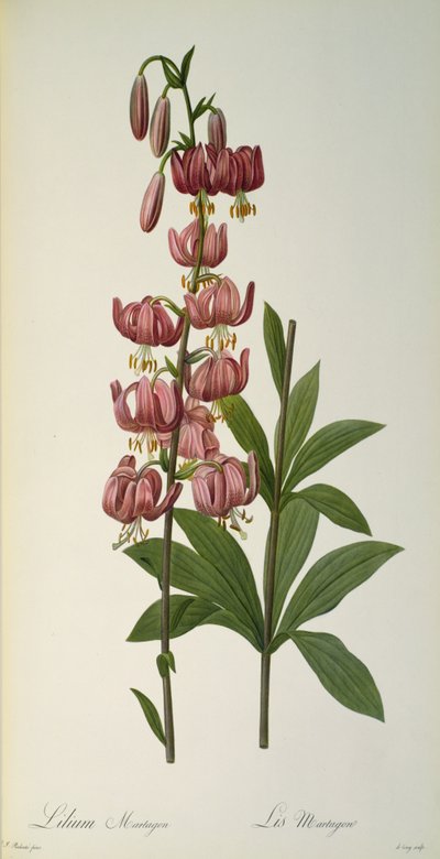 Lilium Martagon, from 